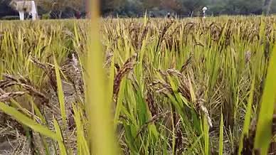 风吹麦浪田园丰收水稻自然风光视频的预览图